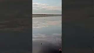 Бобр