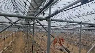 Zamonaviy issiqxonalarga ko‘rpa qilish. N4. Green house
