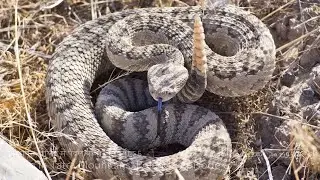 Rattlesnake(جھرجھری والا سانپ खड़खड़ साँप) in Poland Mountains