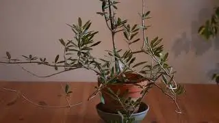 Olive tree Oilea europea February 2023