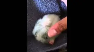 first time : Quaker parrot baby first day