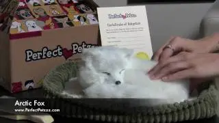 Perfect Petzzz : Arctic Fox