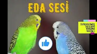 Eda sesi Muhabbet Kuşu Sultan papağanı Kadın Sesi ile Konuşturma Egzersizi I 2022