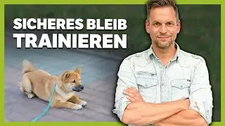 How to train your dog to stay safely