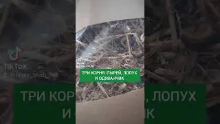 ПЫРЕЙ, ЛОПУХ, ОДУВАНЧИК - САМЫЕ МОЩНЫЕ КОРНИ! #пырей #лопух #одуванчик #maplebirchnut #трикорня #mbn
