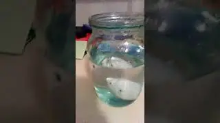 Ракушка в воде