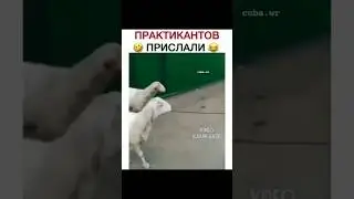 Эх,понабирают по объявлению 🤣👍