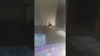Девятый йорик