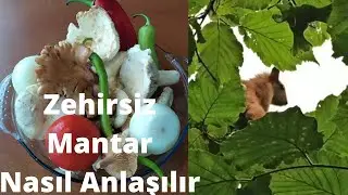Doğal Mantar Topladım🍄 Konuk Oyuncu Sincap 🐿️