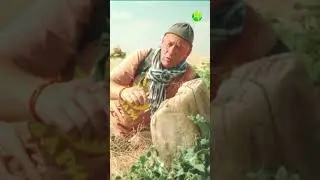 Зачем паук качается на паутине 