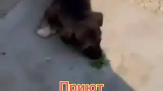 Ушастая няня