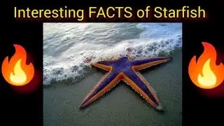 5 Interesting FACTS about Starfish😯😯#facts #gk #starfish #youtube