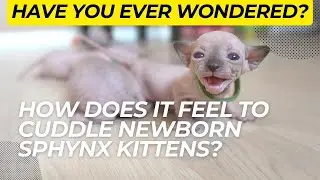 How Does It Feel To Cuddle Newborn Sphynx Kittens?