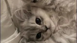 The best Video with CAT from TikTok;)