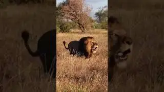 Massive black lion from south Africa