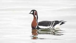 Branta ruficollis 2