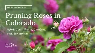 Pruning Roses