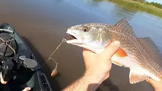 Inshore Red Fish and a Shark from the Beach