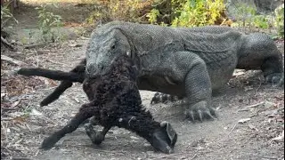 Komodo is very Cruel to Swallow Goat is still small