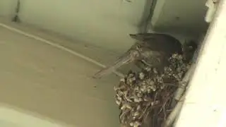 Mama Bird july 2021