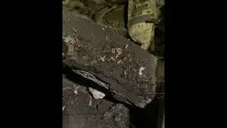 Termite Control Canberra | Call 0407 065 413