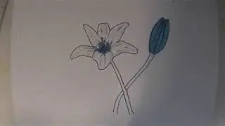 comment dessiner une FLEURE DE LYS