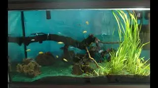 Аквариумные рыбки Цихлиды : Майнгано -7pcs. и Псевдотрофеус Зебра Желтая - 7  pcs.