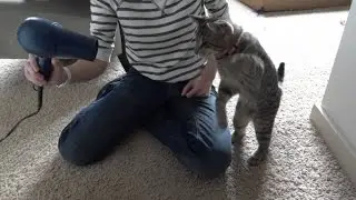 Отличные приколы про животных коты и кошки прикол