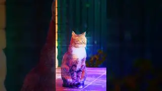 A beautiful Cartonized Dream Cat_...