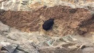 Улей диких пчёл в Эллоре