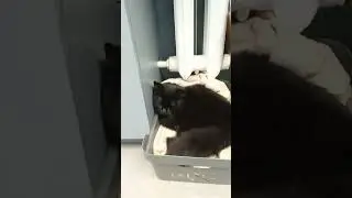 топ 5 любимых мест моего кота😺