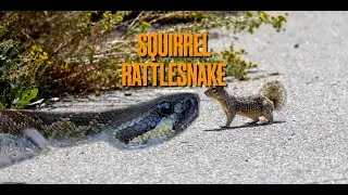 Squirrel vs Rattlesnake: What Happened Next? Canon RF 100-500mm