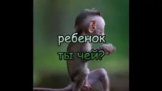 Ребенок ты чей?Смешные/ говорящие животные/юмор 2022/юмор с животными/приколы