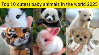 Top 10 Most Cutest Baby Animals In The world 😍🫠