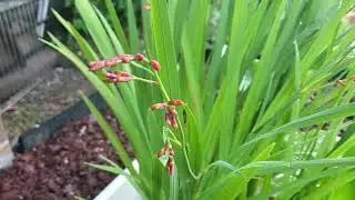 red flowers