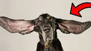 Животные из Книги рекордов!!!🙀