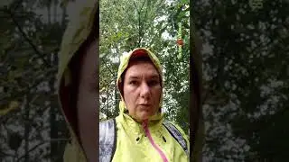 Страшный сон грибника. грибов больше чем могу внести.