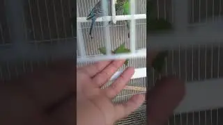 إعطاء النعناع لطائر البادجي