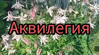 ЯРОСЛАВЛЬ 16 ИЮНЯ ОБЗОР ЦВЕТНИКОВ.