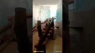 Мишка Панда