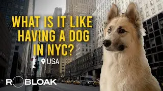 What is it like having a dog in NYC? 🌇🐾