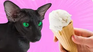 Black Oriental Cat Eats Ice Cream | Cat Reaction