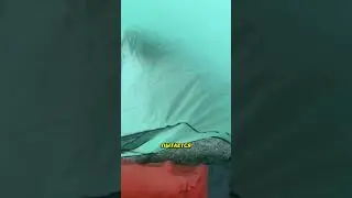 Встреча необычных диких гостей