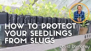 Stop Losing Seedlings to Slugs This Season