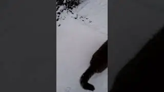 Котик первый раз на снегу. Зима. Февраль 25