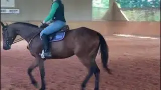 TULIA - Adoptable Thoroughbred Mare - New Vocations Racehorse Adoption Program