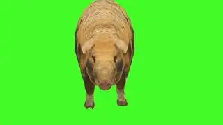 Green Screen Background Correcter In pig #running frontSide #animation #video  #youtube #greenscreen