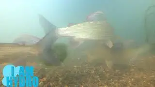 Grayling (Thymallus thymallus) reaction on canoes in a shallow river section
