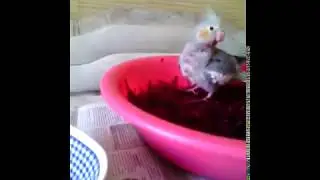 Жора в свекле:))) Смешное видео, видео прикол:)