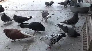Вот оказия  и о воришке